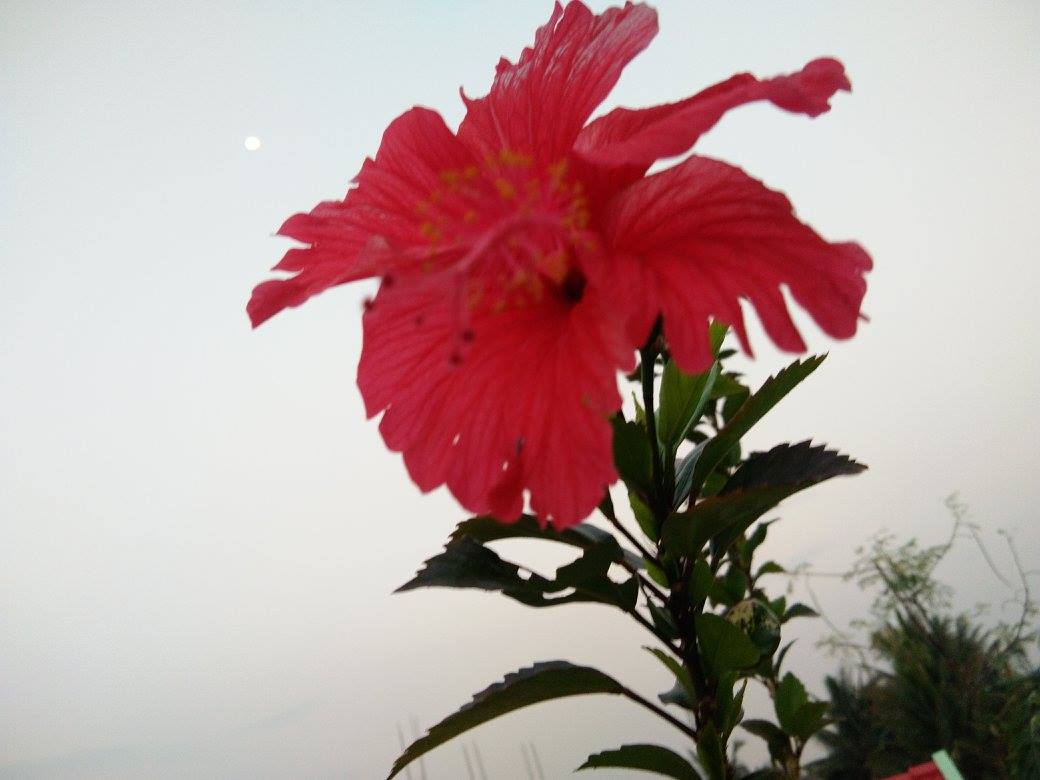 Hibiscus
