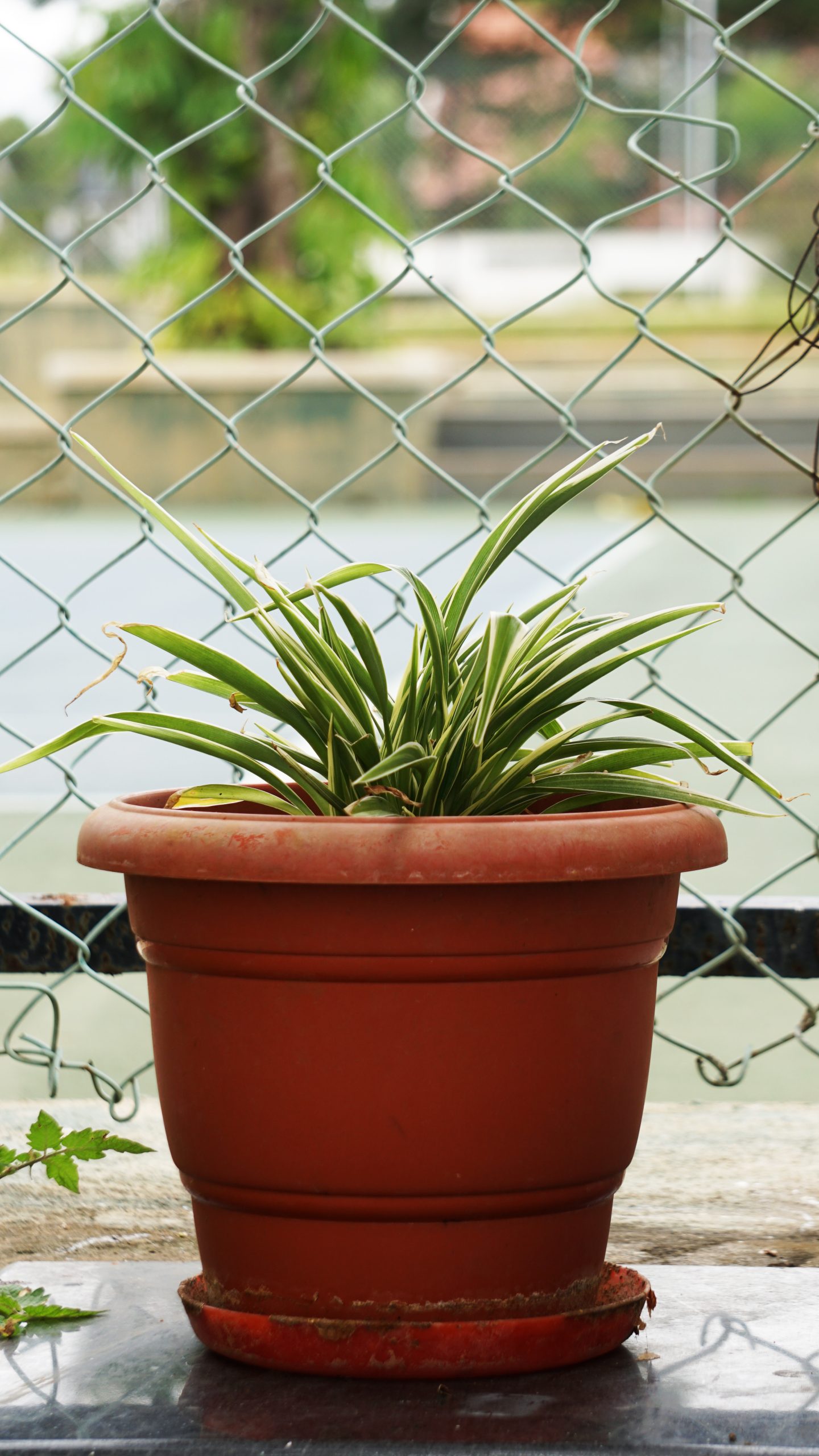 Spider Plant